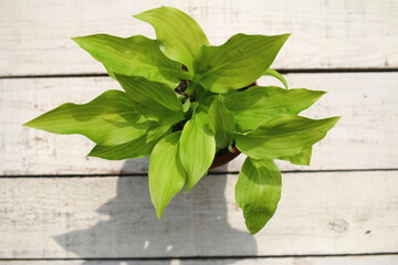 FUNKIA JAPOŃSKA Hosta japonica