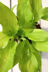 FUNKIA JAPOŃSKA Hosta japonica