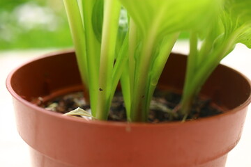 FUNKIA JAPOŃSKA Hosta japonica