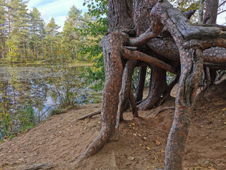 Open roots of pine trees growing on the shore of a forest lake on a sunny, warm autumn day.