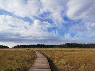 Wooden plank flooring over a swamp with yellowed grass against a beautiful sky with clouds