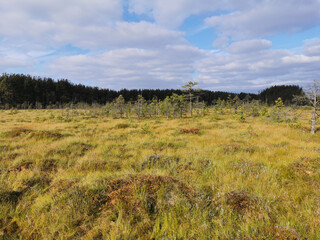 Tall, dry, yellow grass and small pines growing in a swamp, against the background of a forest and a beautiful sky with clouds..
