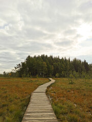 A winding wooden deck over a swamp with yellowed grass, going to the forest, against a beautiful sky with clouds.