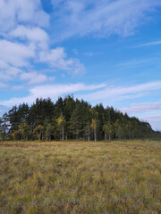 View of the swamp, where tall grass and trees grow against the background of the sky with beautiful clouds.