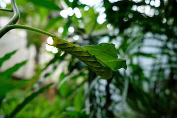leaves on a tree