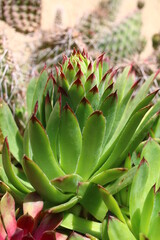 Fototapeta premium Sempervivum tectorum rojnik murowy