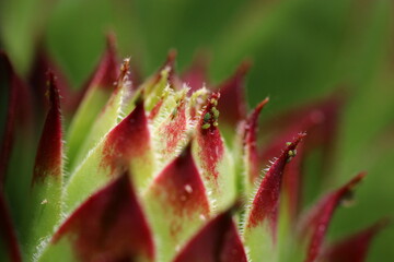  Sempervivum tectorum rojnik murowy