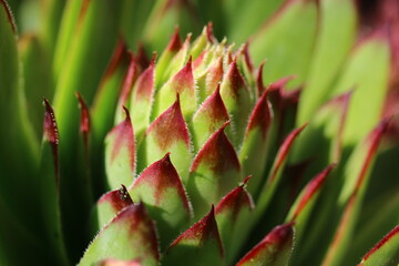  Sempervivum tectorum rojnik murowy