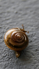 closeup macro photography of a spiral shaped shell of a brown garden glass snail slithering up on a...