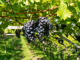Fototapeta premium Bunches of black grapes in the Italian vineyards
