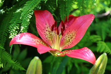 Lilium Lilia