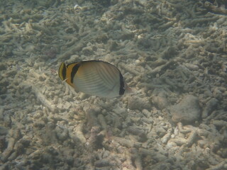 Fototapeta na wymiar スリランカ　ピジョン島国立公園の魚