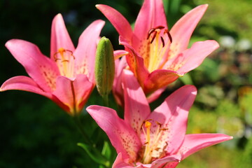 lilium lilia