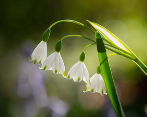 A closed up of the Loddon Lily in the morning light