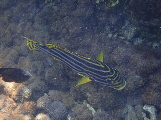 スリランカ　ピジョン島国立公園の魚