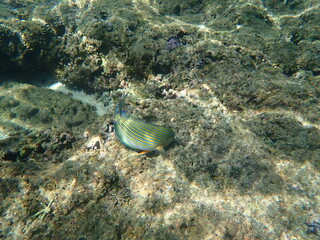 スリランカ　ピジョン島国立公園の魚