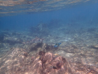 スリランカ　ピジョン島国立公園の鮫