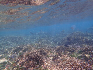 スリランカ　ピジョン島国立公園の鮫