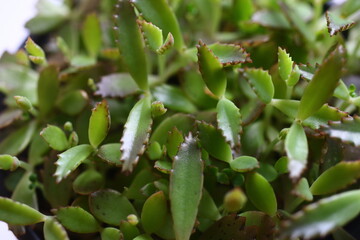 Kalanchoe żyworódka płodnolist