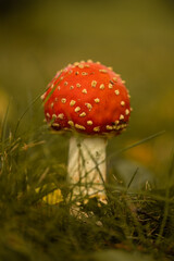 Amanita mushroom in the grass, red poisonous mushroom in the forest, autumn, nature reserve, background.
