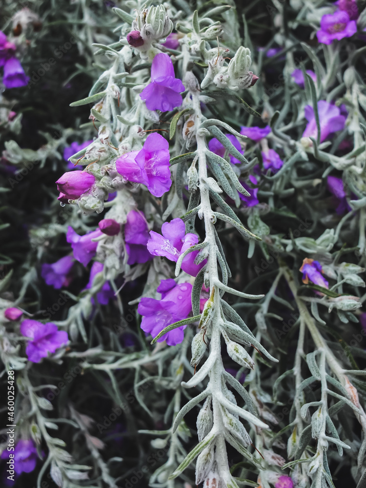 Sticker Purple flowers