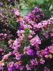 pink flowers in the garden