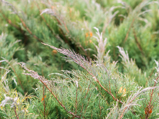 Bright green juniper branches illuminated by the sun. Juniper bush in autumn.