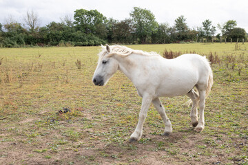 Naklejka na ściany i meble white horse in the field