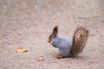 The squirrel stands on its hind legs on the footpath in the park.
