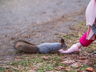 Girl feeds a squirrel with nuts in an autumn park.