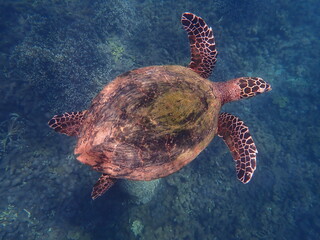 スリランカ　ピジョン島国立公園の海亀