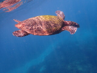 Fototapeta premium スリランカ ピジョン島国立公園の海亀