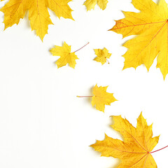 Autumn composition of bright maple leaves. Frame from yellow dry leaves on a white background. Flat lay, top view, copy space for text.