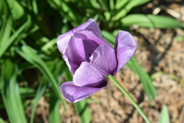 purple iris flower