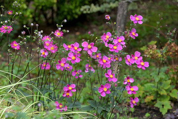 大きな萼が花弁のように見えるシュウメイギク