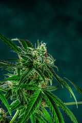 Cannabis plant, ready for harvest, on a dark background. Marijuana flowers with yellow stigmas and green leaves. Growing cannabis for medical purposes