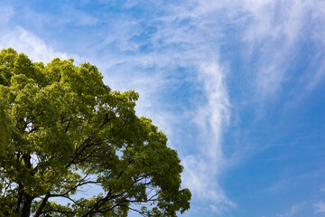 青空と緑