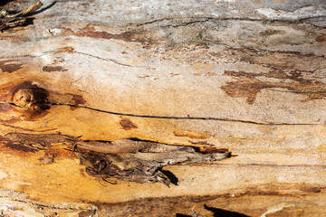 Old wood cracked texture,wooden, tree