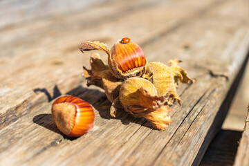 husk hazelnut leaves unpeeled. hazelnuts peel. harvesting concept.