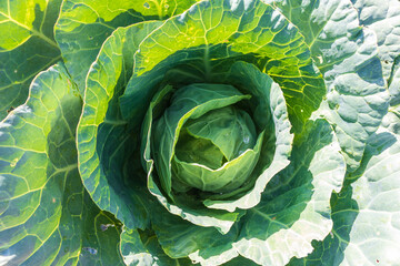 Fototapeta premium Soft focus of Big cabbage in the garden