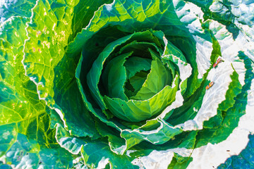 Fototapeta premium Soft focus of Big cabbage in the garden