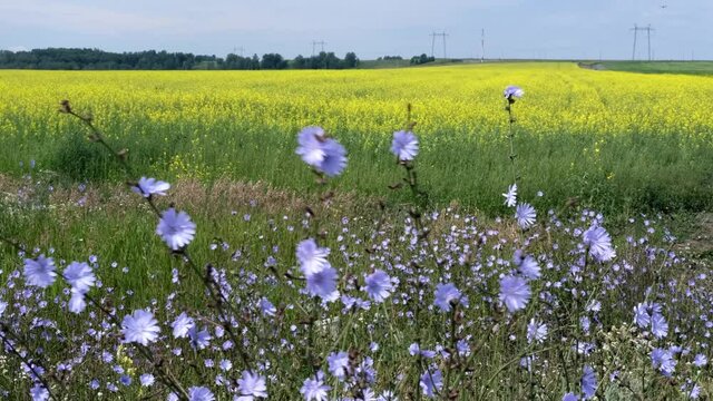 Wild chicory flowers sway in the wind on rapeseed field background. Slow Motion