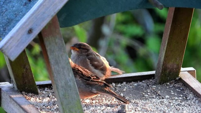 Haussperling (Passer domesticus)