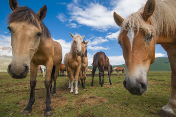 Portrait of funny horses in the Pian Grande near Castelluccio di Norcia mountain village, Umbria, Italy
