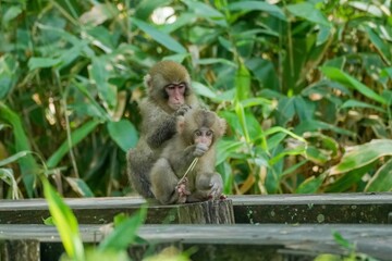 母親に気持ち良さそうに毛づくろいをしてもらう子ザル＠上高地、長野