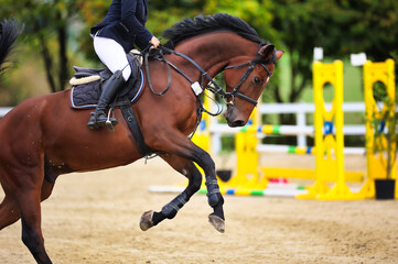 Horse, show jumping horse, in the jumping course with rider changing canter..