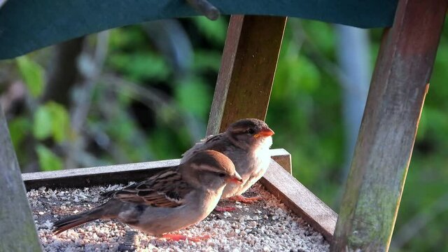 Haussperling (Passer domesticus)