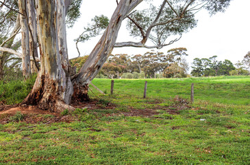 tree in rural landscape