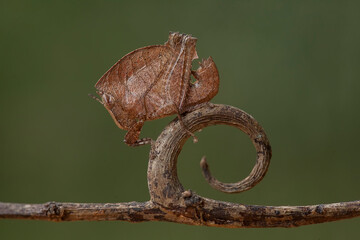 Close Up of Little Catydid 