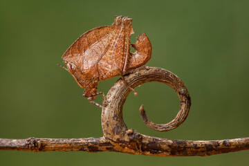 Close Up of Little Catydid 